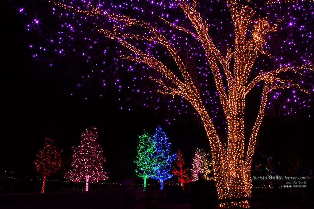 Holiday Trees At Hudson Gardens Denver Photo Blog