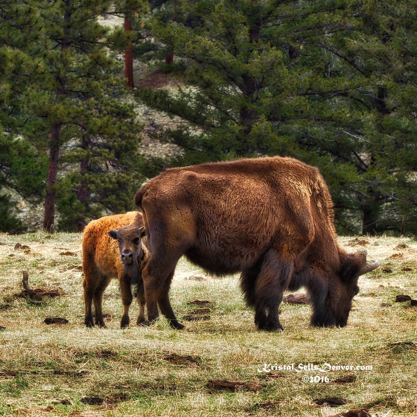 _MG_3677babybison