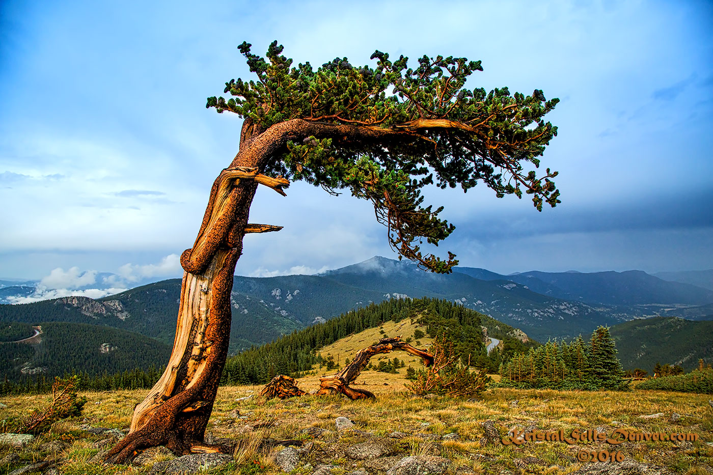 A Lone Tree