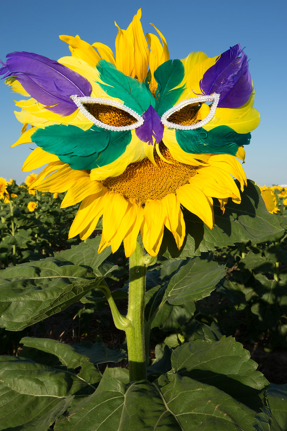 Sunflower Marti Gras
