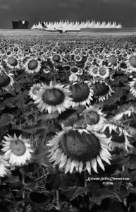 Sunflowers in Monochrome