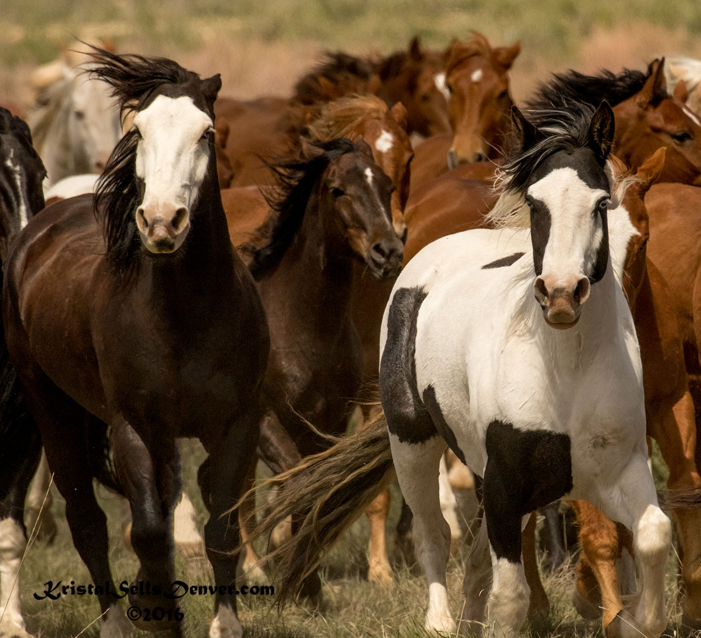 Horses