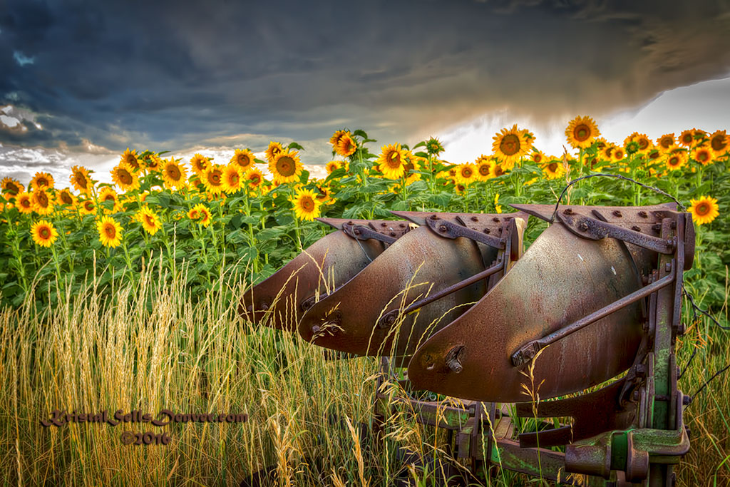 Sunflowers of Colorado