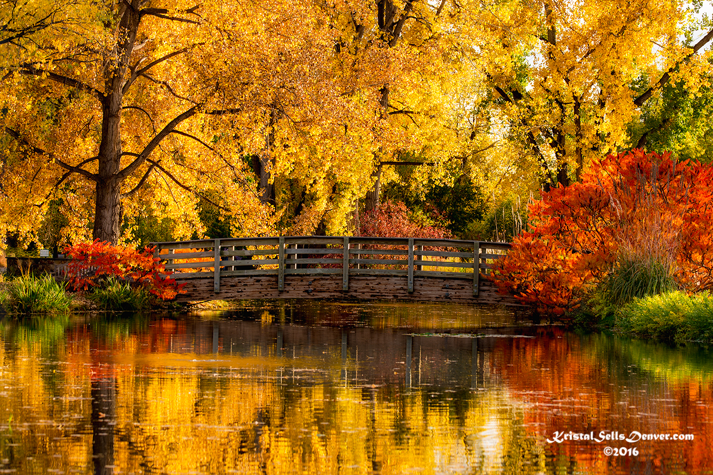 Reflections of Fall