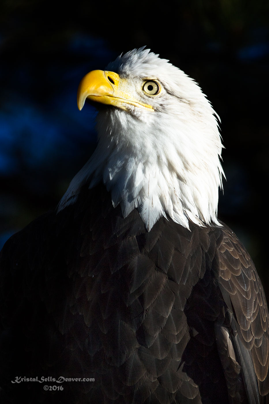 The Bald Eagle