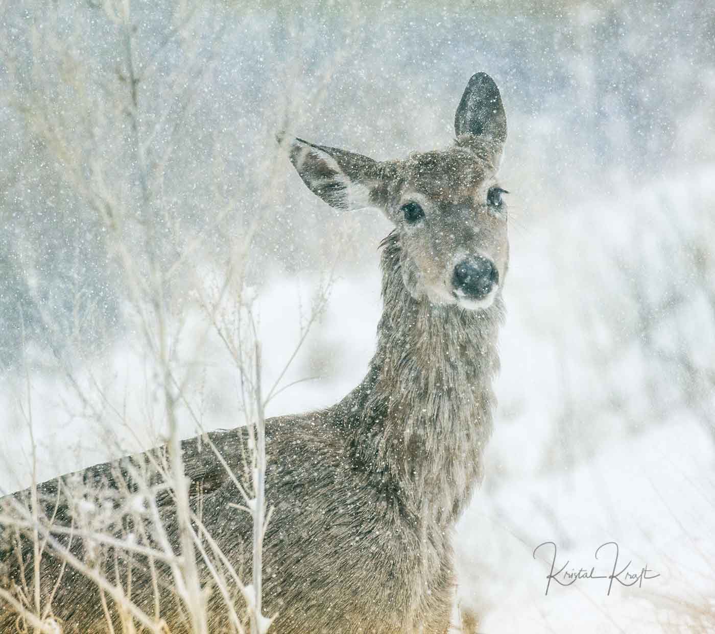 Deer in the snow