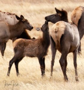 Baby elk kissing momma elk