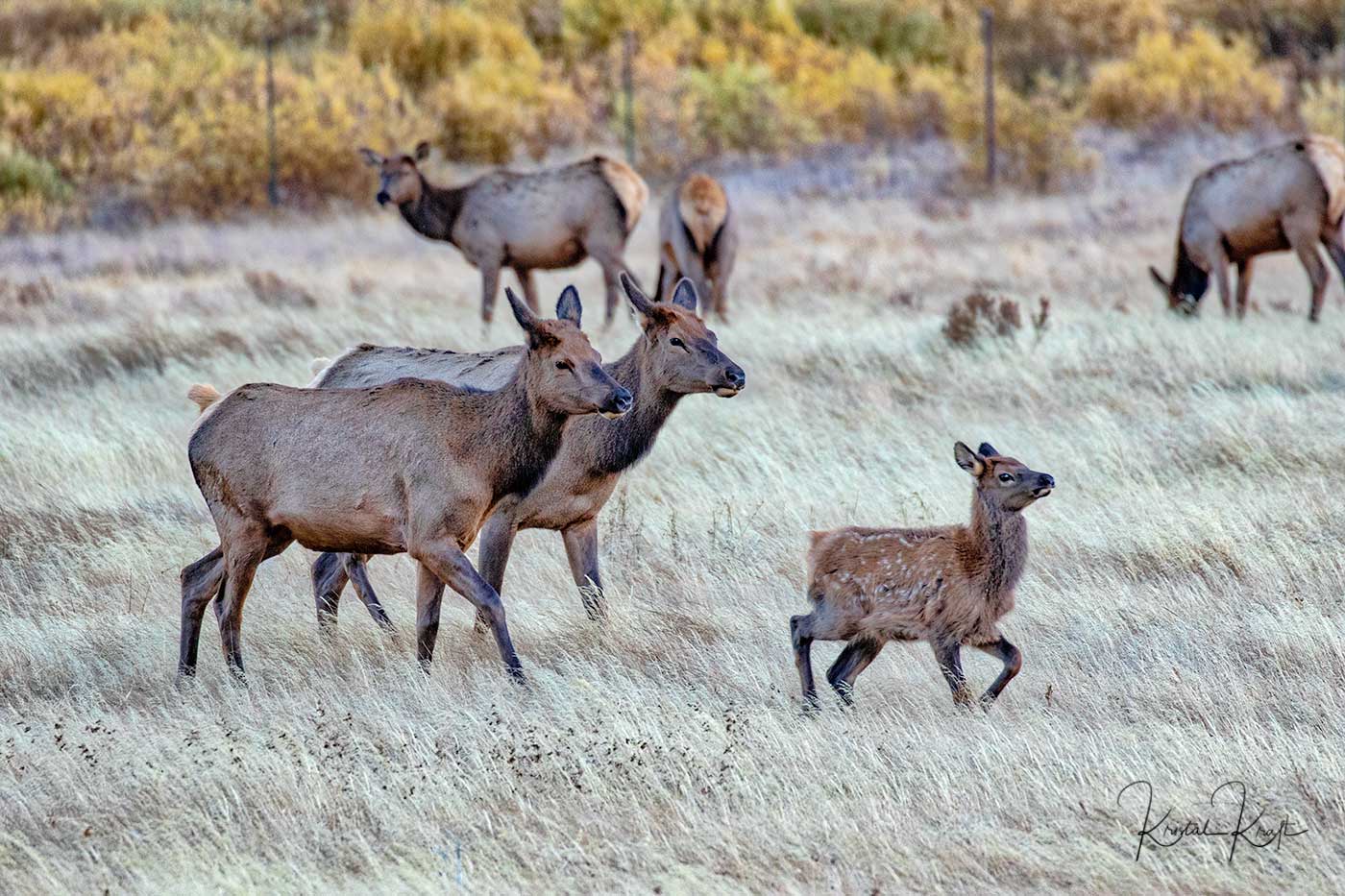 baby elk leads the way