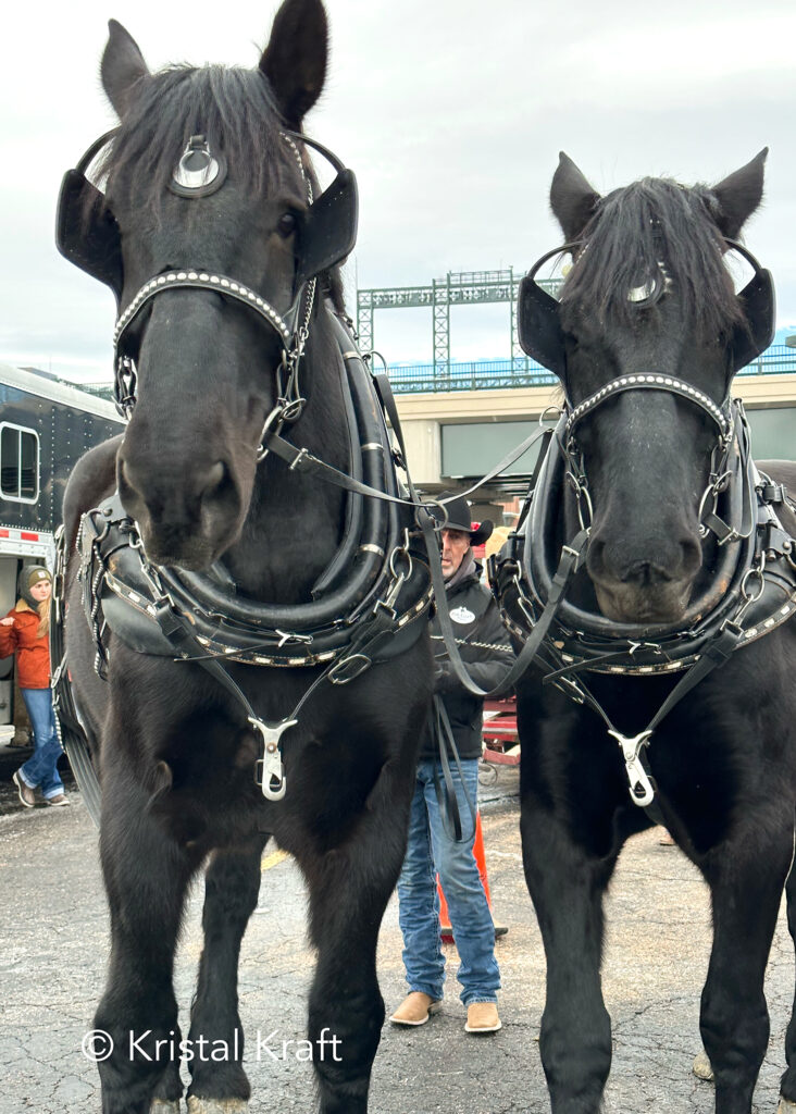 NWSS, National Western Stock Show Parade