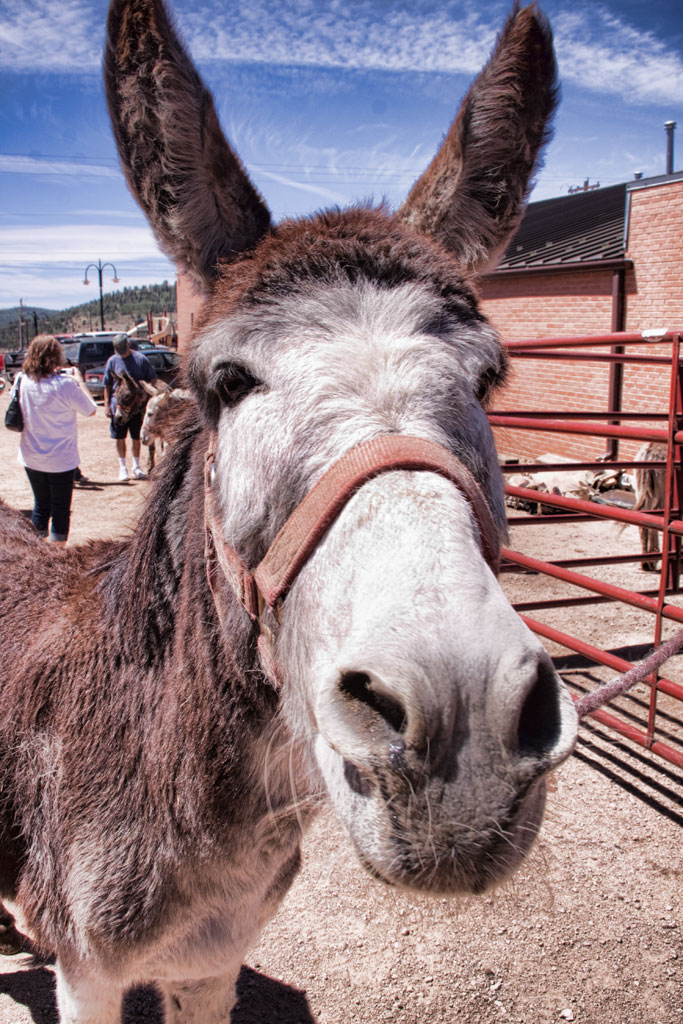 to Donkey Derby Days Denver Photo Blog